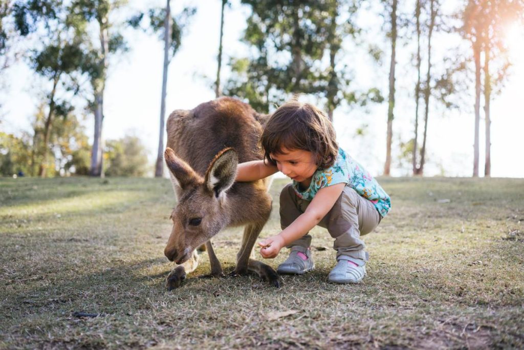 Australia, Brisbane, little girl feeding kangaroo