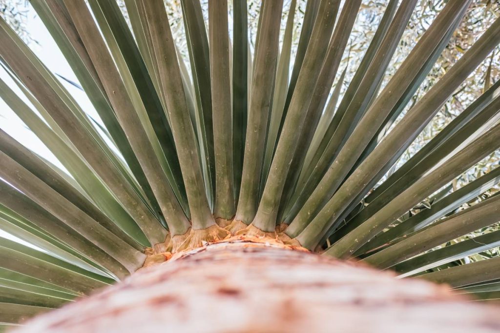 Sharp leaves of a palm cactus seen from below.