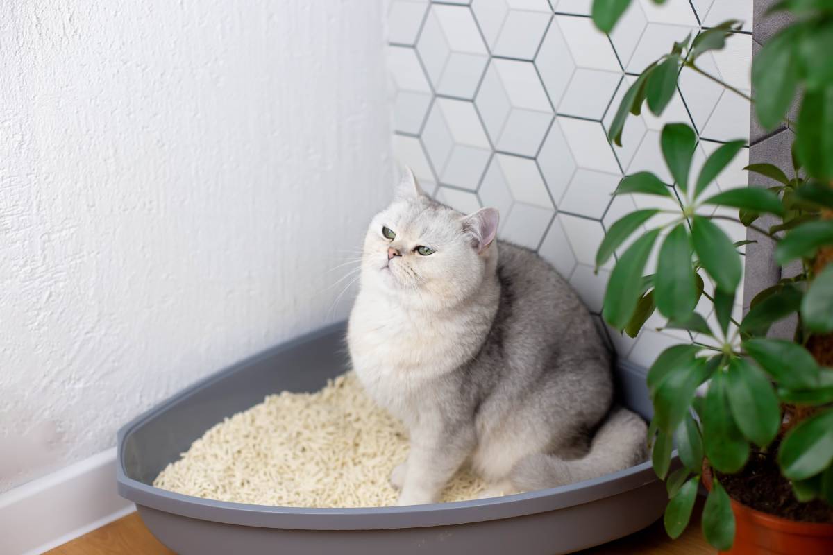 Cat sand: What does it work? What is it made of? How frequently should you change it?