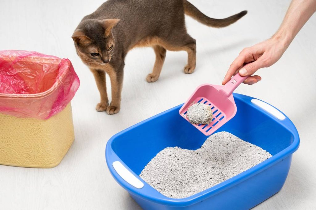 Man cleaning cat litter tray at home, closeup. Cute blue Abyssinian cat watching the process. Cleanliness, pet care and hygiene concept