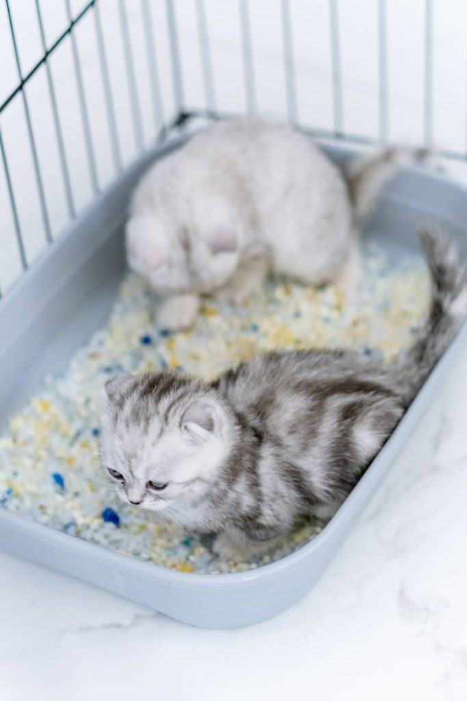 Small gray British cats peeing into gray triangular plastic litter box.