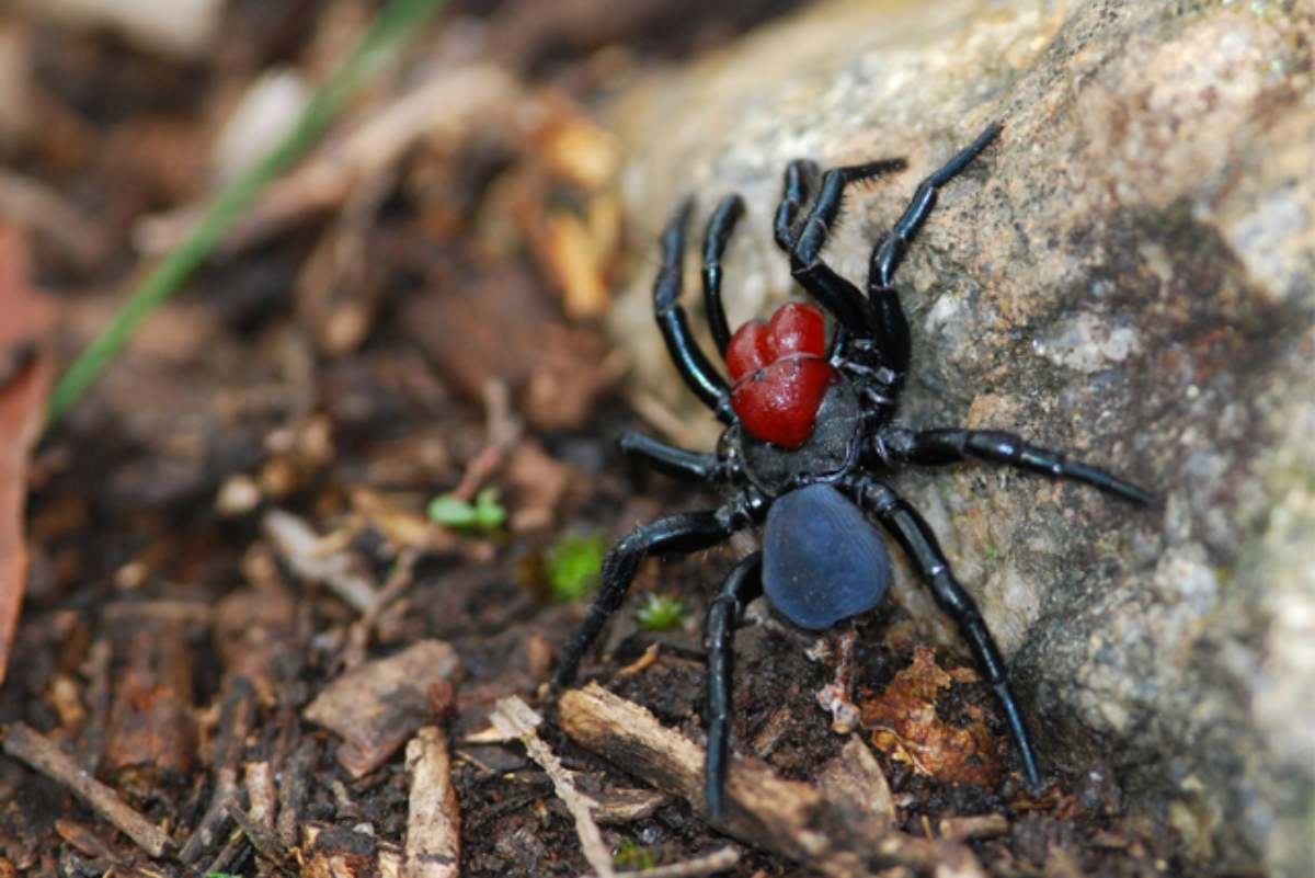 Are spiders a big problem for a newcomer in Australia? How to deal with them?